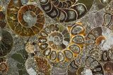 Plate Made Of Agatized Ammonite Fossils #51047-2